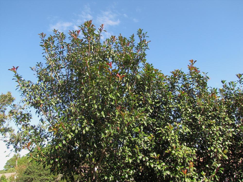 Photo of Red-Tipped Photinia (Photinia 'Fraseri') uploaded by plantladylin