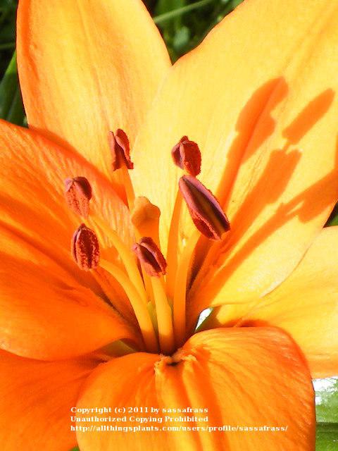 Photo of Lily (Lilium 'Orange County') uploaded by sassafrass