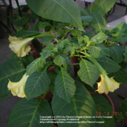 
Date: 2011-09-13
smaller brugmansia that will bloom at just 3 feet tall.  very ver