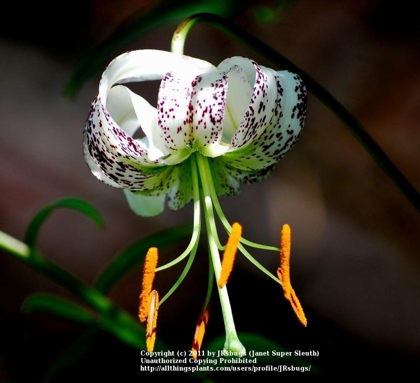 Photo of Lily (Lilium duchartrei) uploaded by JRsbugs