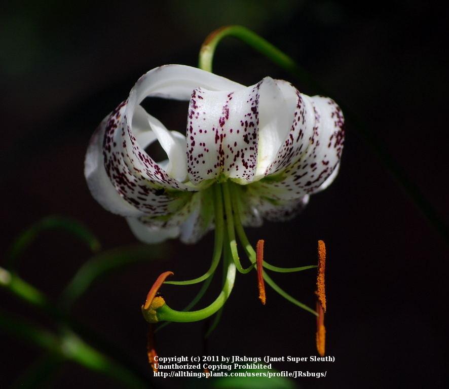 Photo of Lily (Lilium duchartrei) uploaded by JRsbugs