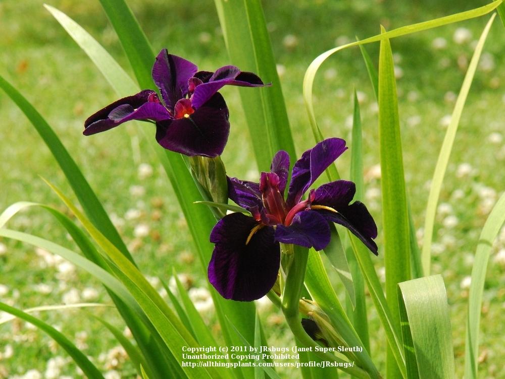 Photo of Louisiana Iris (Iris 'Black Gamecock') uploaded by JRsbugs