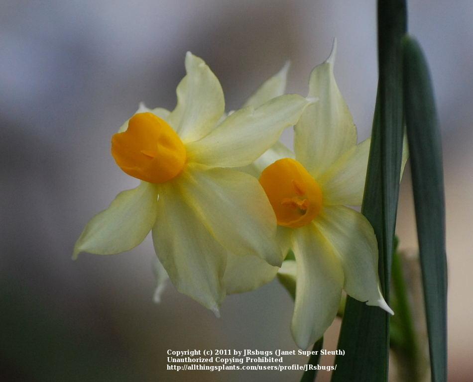 Photo of Tazetta Narcissus (Narcissus tazetta) uploaded by JRsbugs