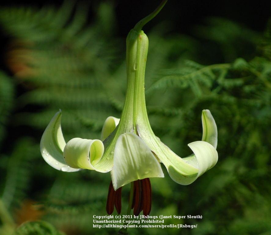 Photo of Lily (Lilium primulinum var. ochraceum) uploaded by JRsbugs