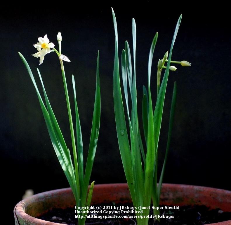 Photo of Tazetta Narcissus (Narcissus tazetta) uploaded by JRsbugs