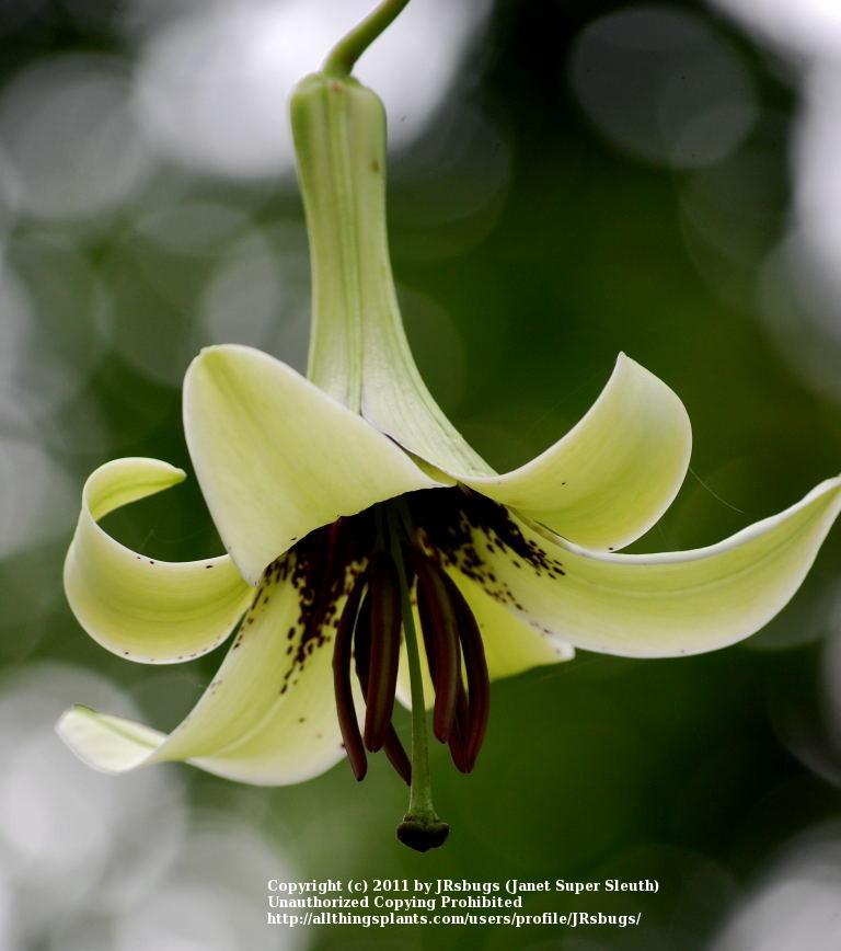 Photo of Lily (Lilium primulinum var. ochraceum) uploaded by JRsbugs