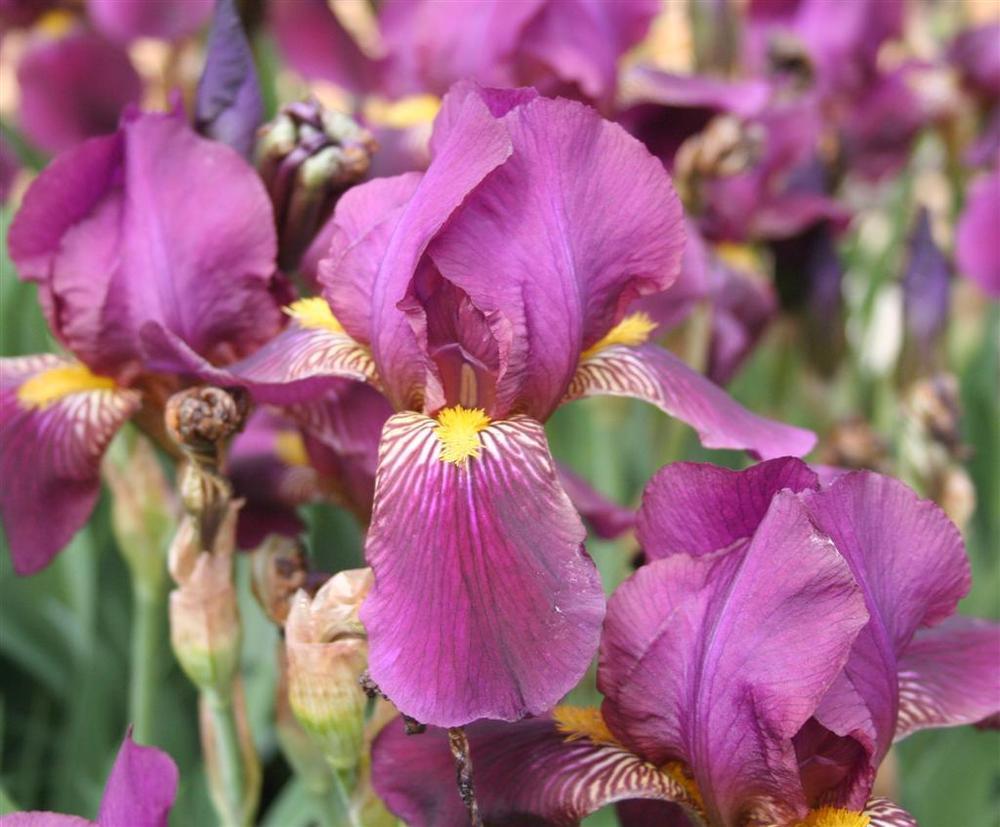 Photo of Intermediate Bearded Iris (Iris 'Red Orchid') uploaded by KentPfeiffer