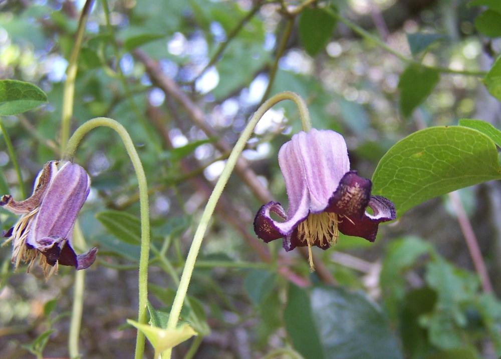Photo of Clematis (Clematis pitcheri) uploaded by LindaTX8