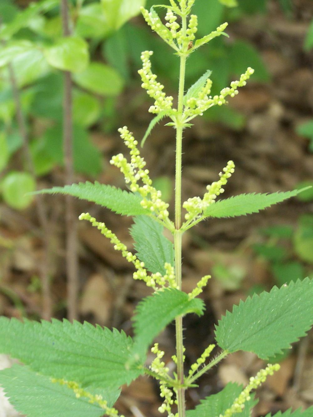 Photo of Stinging Nettle (Urtica dioica) uploaded by LindaTX8