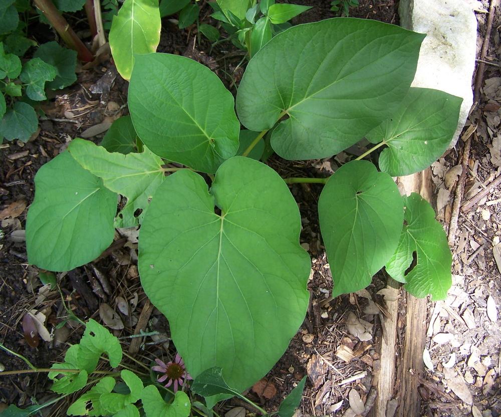Photo of Root Beer Plant (Piper auritum) uploaded by LindaTX8