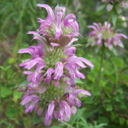 Location: Medina Co., Texas
Date: June 2010
Purple Horsemint in bloom