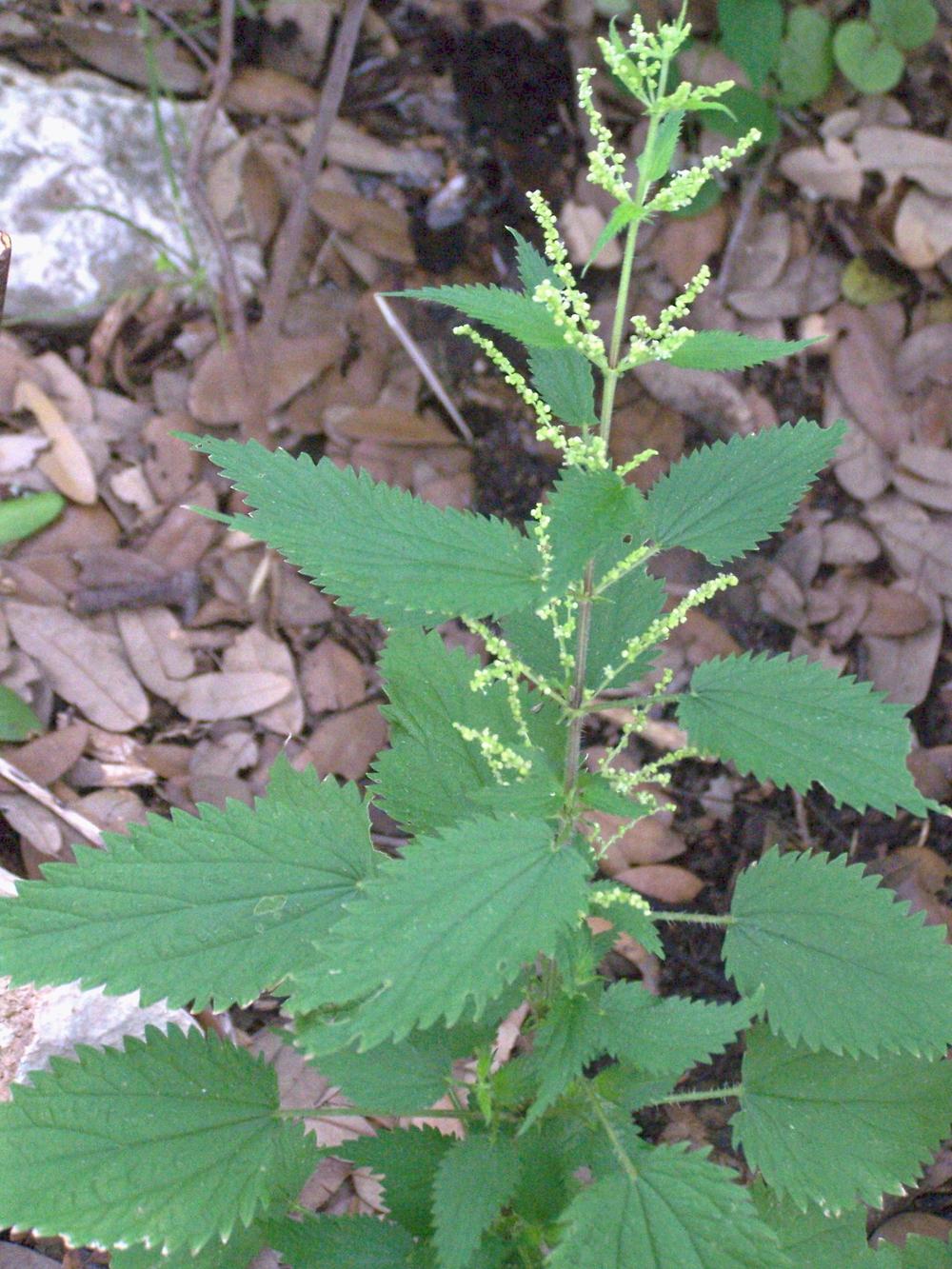Photo of Stinging Nettle (Urtica dioica) uploaded by LindaTX8