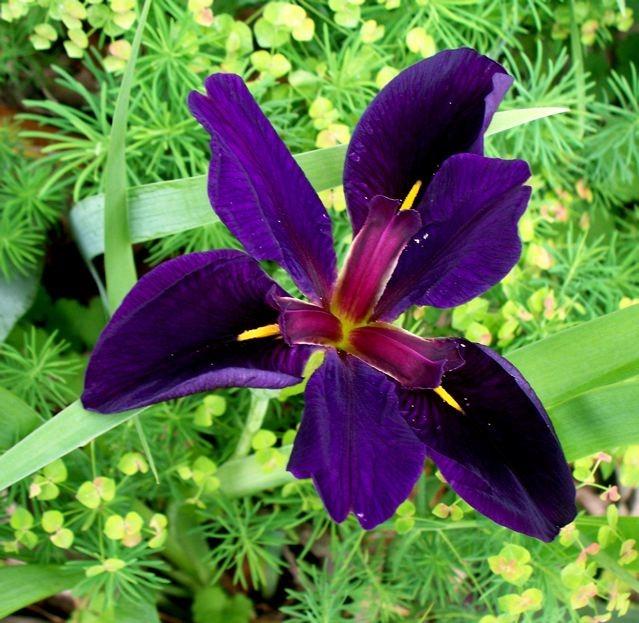 Photo of Louisiana Iris (Iris 'Black Gamecock') uploaded by Sharon