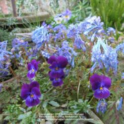 Location: my garden, Gent, Belgium
Date: 31st March 2008
Viola with Corydalis flexuosa 'Blue China'