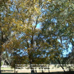 Location: zone 8/9 Lake City, Fl.
Date: 2011-12-01
yellowing fall foliage