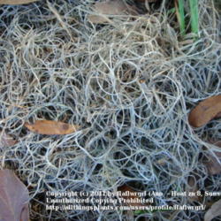 Location: zone 8/9 Lake City, Fl.
Date: 2011-12-01
spanish moss that has died after laying on ground