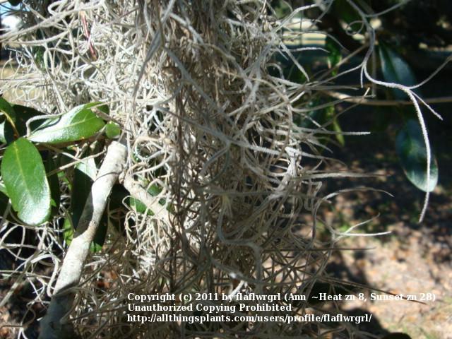 Photo of Spanish Moss (Tillandsia usneoides) uploaded by flaflwrgrl