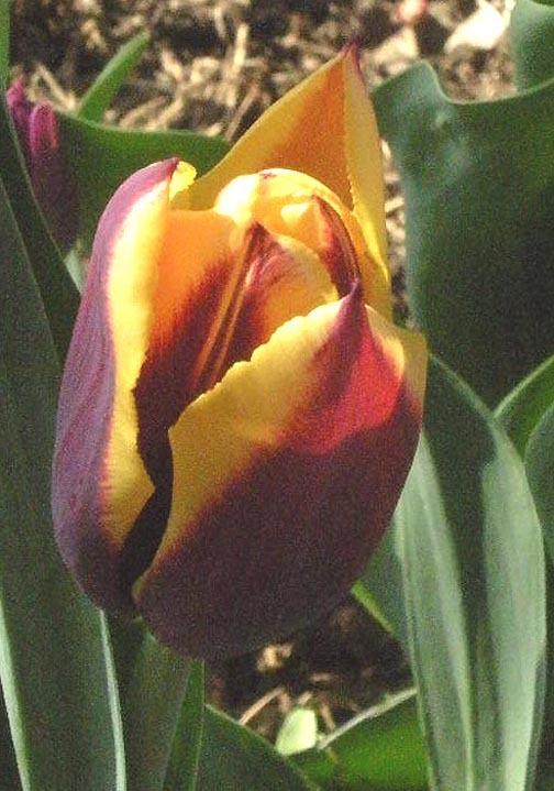 Photo of Triumph Tulip (Tulipa 'Gavota') uploaded by ge1836
