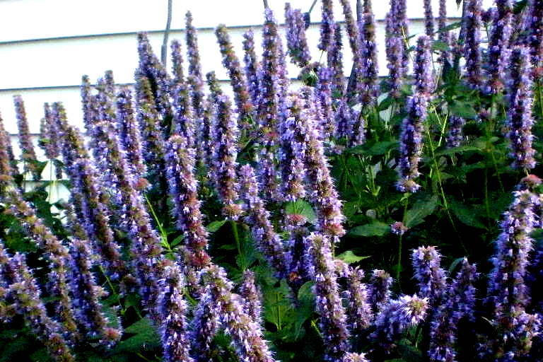 Photo of Anise Hyssop (Agastache 'Blue Fortune') uploaded by ge1836