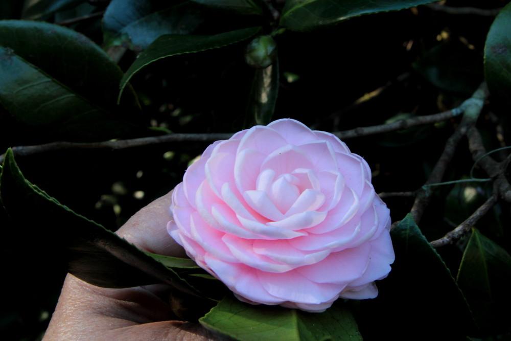 Photo of Japanese Camellia (Camellia japonica 'Pink Perfection') uploaded by wren