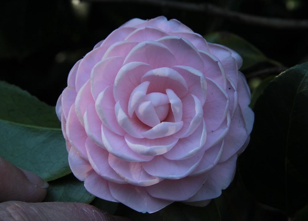 Photo of Japanese Camellia (Camellia japonica 'Pink Perfection') uploaded by wren