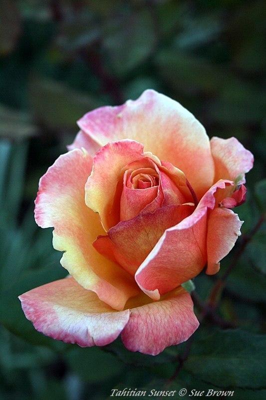 Photo of Rose (Rosa 'Tahitian Sunset') uploaded by Calif_Sue