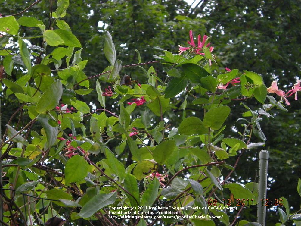 Photo of Gold Flame Honeysuckle (Lonicera x heckrottii 'Gold Flame') uploaded by CherieCoogan