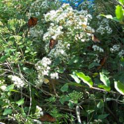 Location: Medina Co., Texas
Date: Fall 2008
White Mistflower with fall butterflies