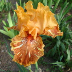 Location: My garden, Pleasant Grove, Utah
Date: 2011-06-04