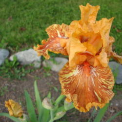 Location: My garden, Pleasant Grove, Utah
Date: 2011-06-04