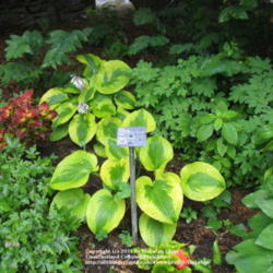 Location: Montréal Botanical Garden
Date: 2011-07-13
'Afternoon Delight'