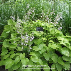 Location: Montréal Botanical Garden
Date: 2011-07-13
'Birchwood Parky's Gold'