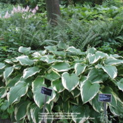 Location: Montréal Botanical Garden
Date: 2011-07-13
'Antioch'