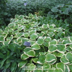 Location: Montréal Botanical Garden
Date: 2011-07-13
'Shade Fanfare'