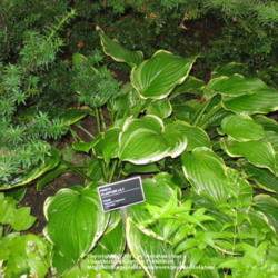 Location: Montréal Botanical Garden
Date: 2011-07-13
'Summer Fragrance'
