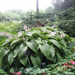 Location: Montréal Botanical Garden
Date: 2011-07-13
'Jade Cascade'