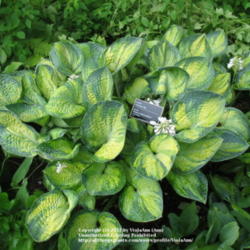 Location: Montréal Botanical Garden
Date: 2011-07-13
'Abiqua Hallucination'