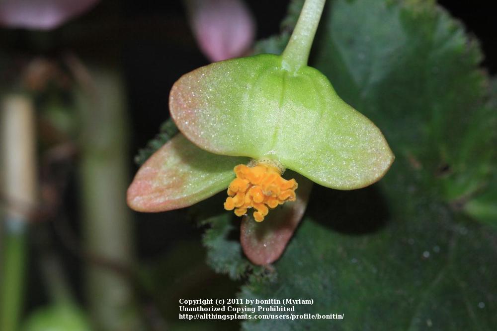 Photo of Tuberous Begonia (Begonia x tuberhybrida Pin-Up® Rose) uploaded by bonitin