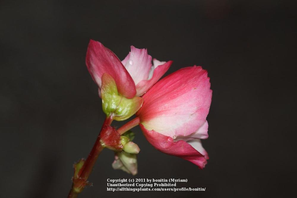 Photo of Tuberous Begonia (Begonia x tuberhybrida Pin-Up® Rose) uploaded by bonitin