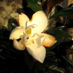 Location: My yard - Daytona Beach, Florida
Date: 2011-12-05 
Lovely Bloom of the 'Little Gem' Magnolia