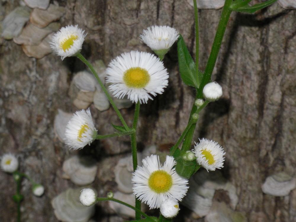 Photo of Philadelphia Fleabane (Erigeron philadelphicus) uploaded by wildflowers