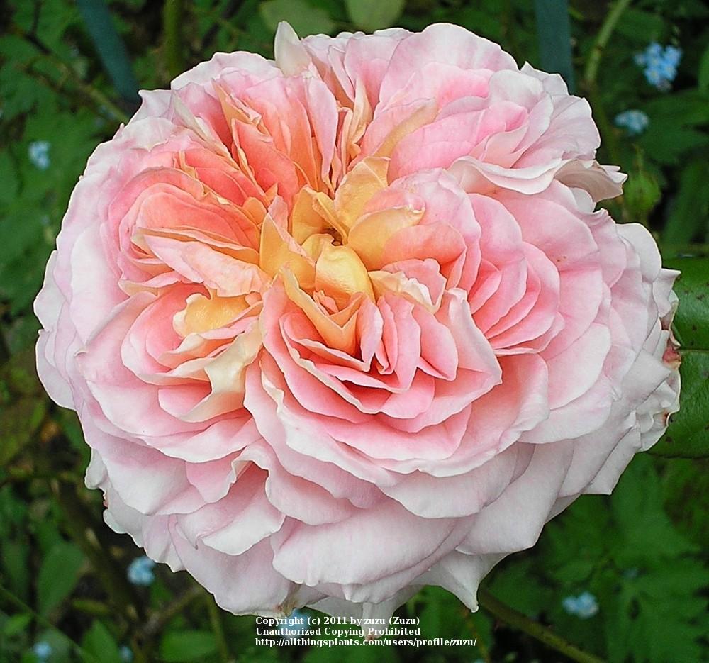 Photo of Rose (Rosa 'Abraham Darby') uploaded by zuzu
