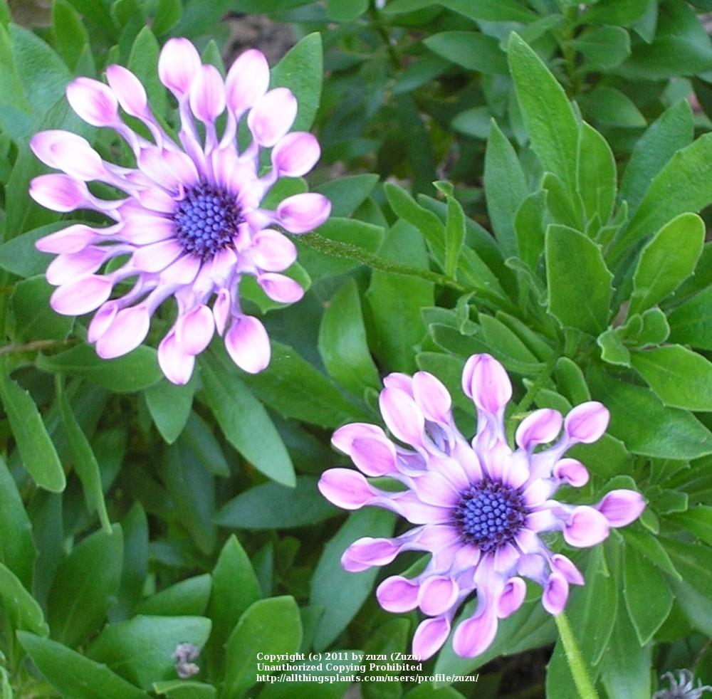 Photo of African Daisy (Osteospermum Soprano® Lilac Spoon) uploaded by zuzu