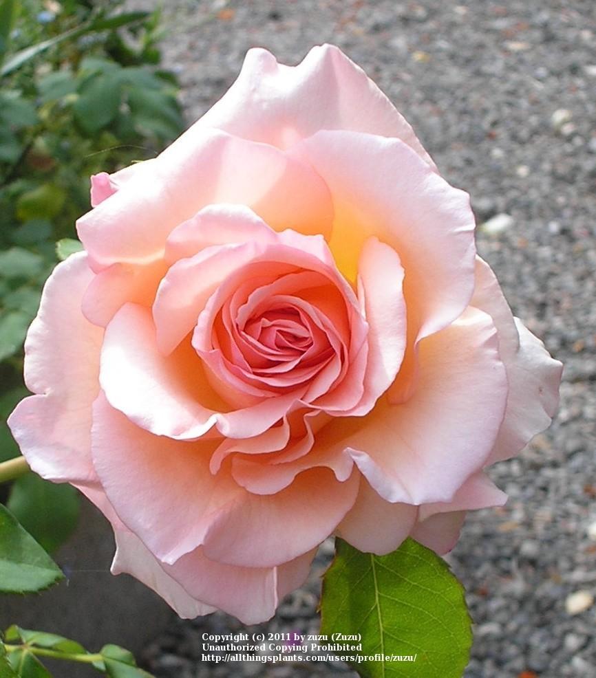 Photo of Rose (Rosa 'Apricot Nectar') uploaded by zuzu