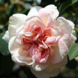 Location: San Jose Heritage Rose Garden
Date: 2009-06-01