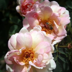 Location: San Jose Heritage Rose Garden
Date: 2009-06-01
