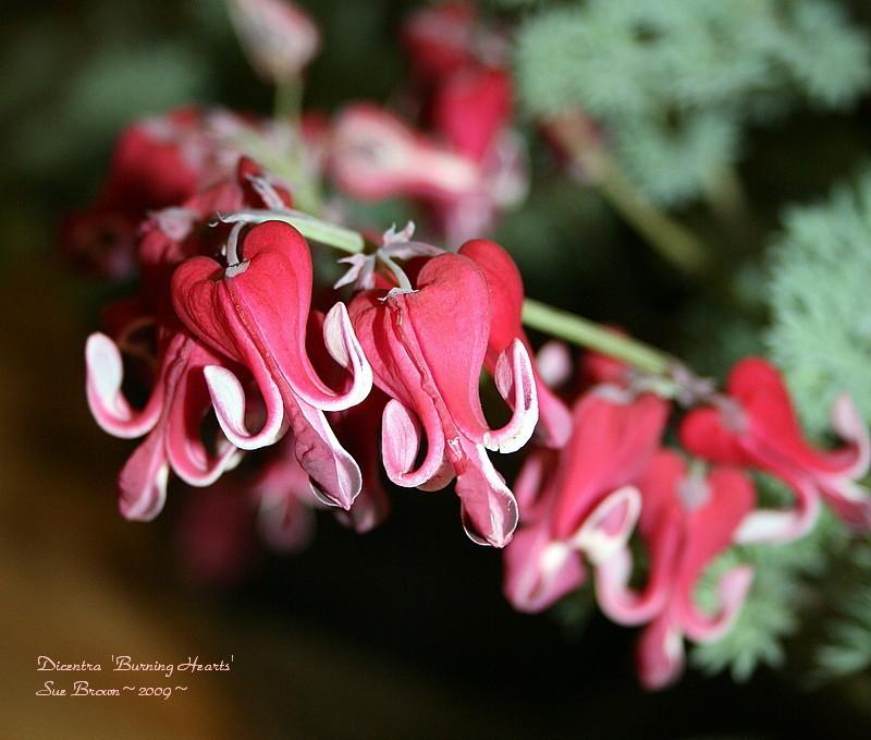 Photo of Bleeding Heart (Dicentra 'Burning Hearts') uploaded by Calif_Sue
