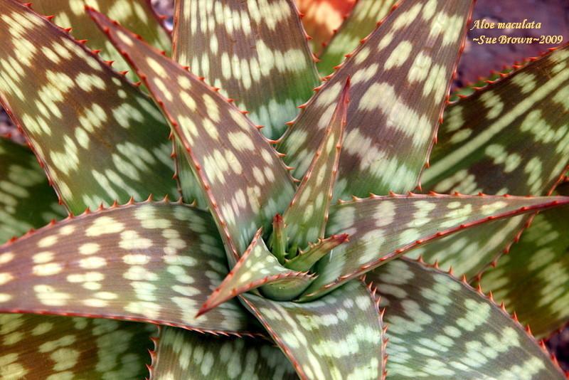 Photo of Soap Aloe (Aloe maculata) uploaded by Calif_Sue
