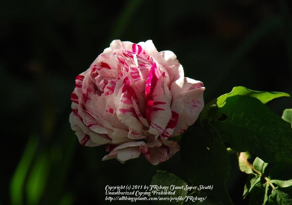 Photo of Rose (Rosa 'Variegata di Bologna') uploaded by JRsbugs