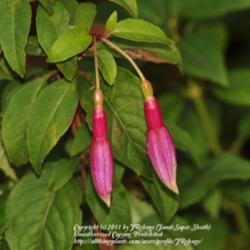 Location: My garden near Lincoln UK
Date: 2011-11-10
A very hardy Fuchsia with interesting small flowers, it's fairly 